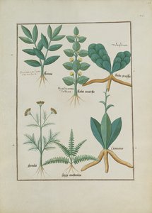 Helechos y arbustos, ilustración del Libro de Medicinas Simples de Mattheaus Platearius (m. c.1161) c.1470 de Robinet Testard